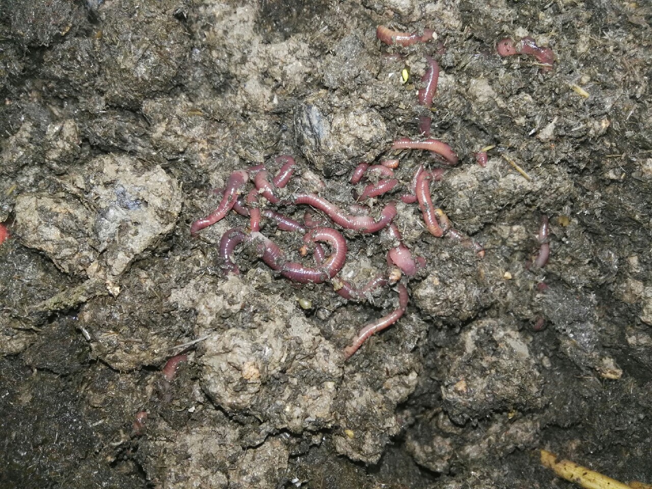 蚯蚓保存放保鲜还是放急冻,大批量蚯蚓怎样存放成活率高