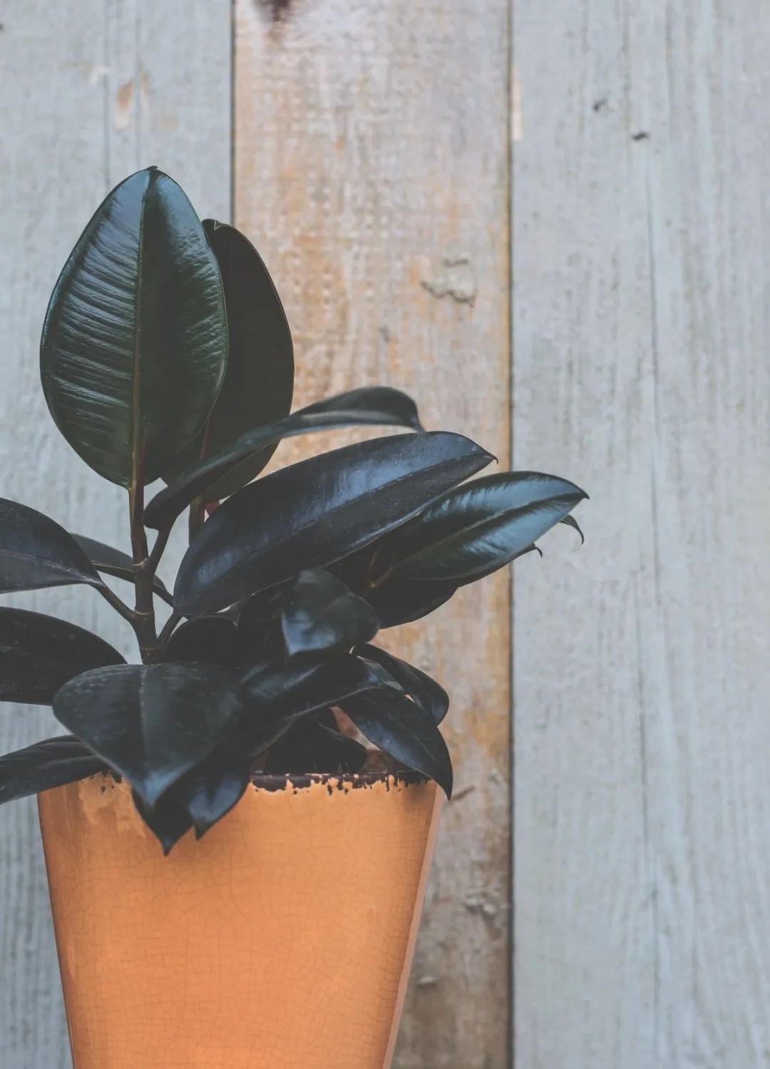 大家的青春原唱,大家的青春扬名立万