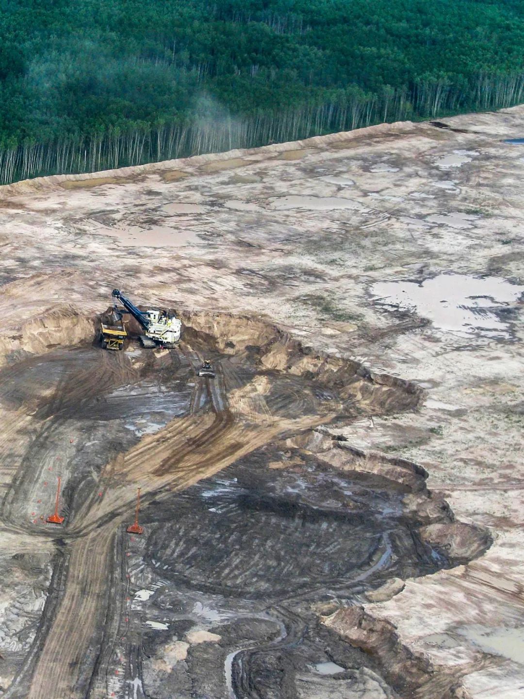 全球变暖种树有用吗,种树可以阻止全球变暖吗