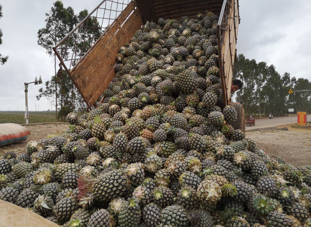 战疫助农在行动努力卖枇杷,战疫助农安徽省贫困县优质农产品