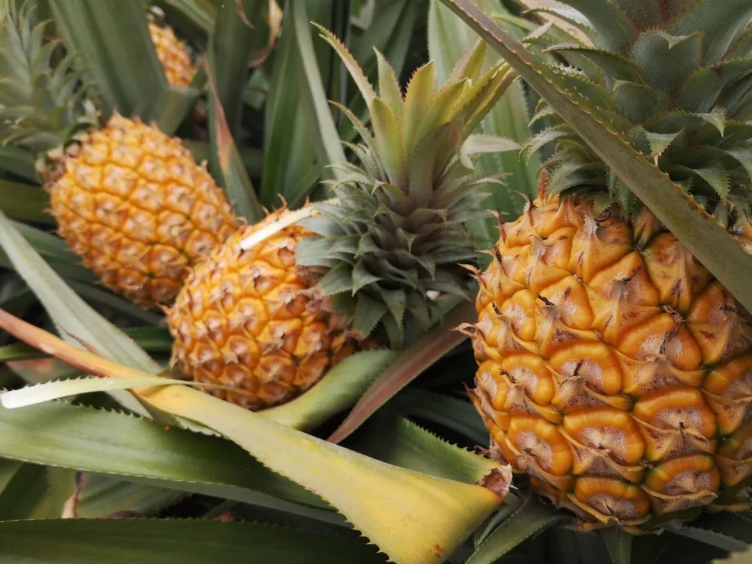 战疫助农在行动努力卖枇杷,战疫助农安徽省贫困县优质农产品