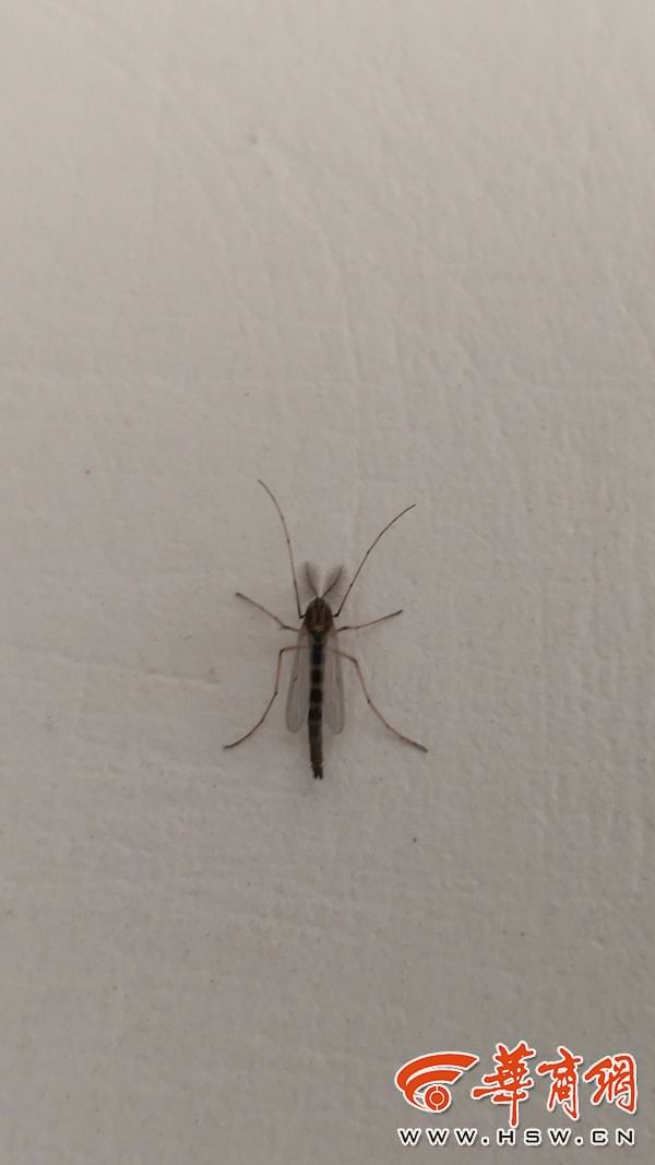 小区里蚊虫怎么消灭,小区消杀蚊虫为什么蚊子还那么多