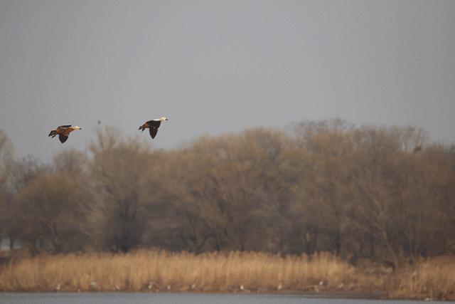 佳能最强eos10bit视频机,佳能eos-1dxmarkiii