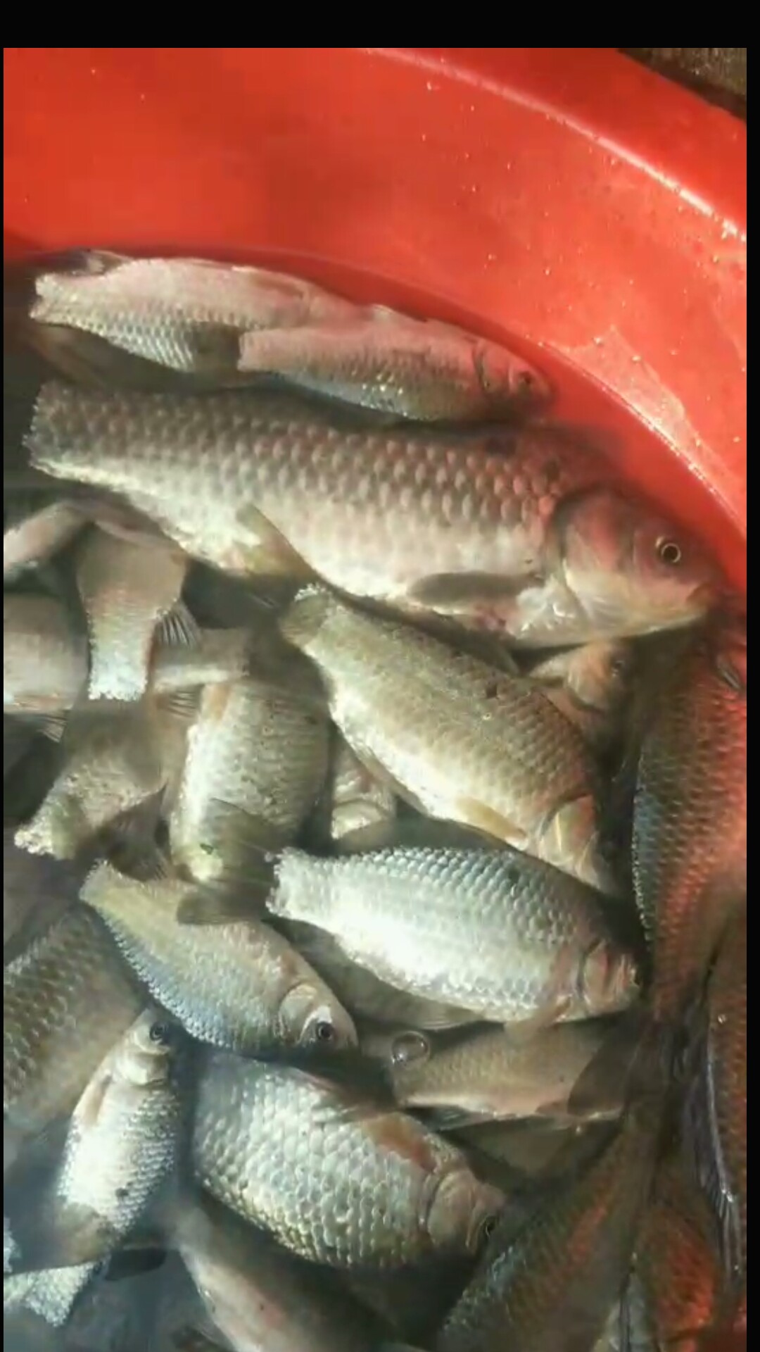 鲫鱼窝料最实用的一款,鲫鱼窝料自制配方全套卖