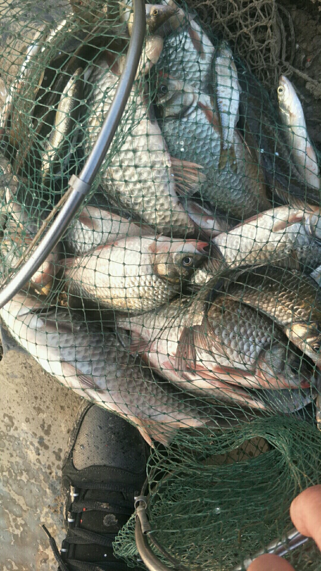 鲫鱼窝料最实用的一款,鲫鱼窝料自制配方全套卖