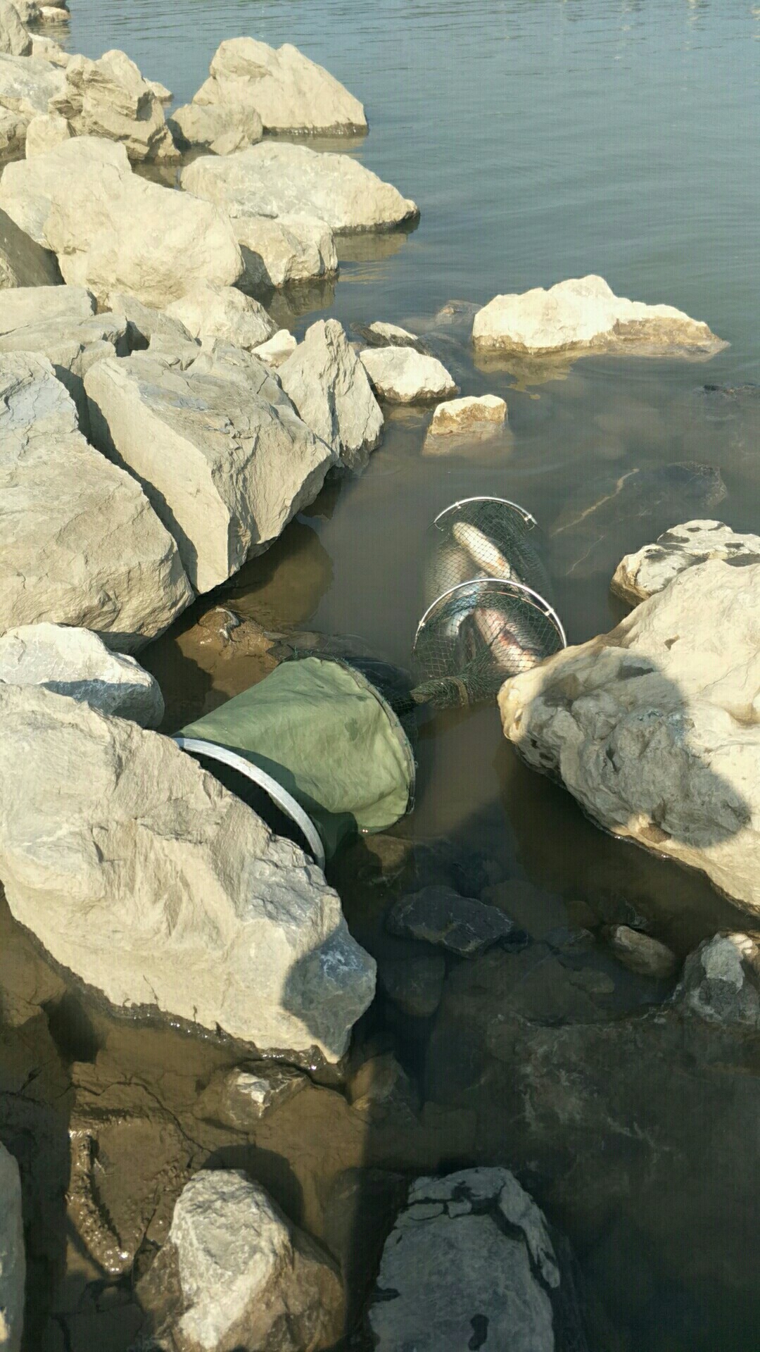 鲫鱼窝料最实用的一款,鲫鱼窝料自制配方全套卖