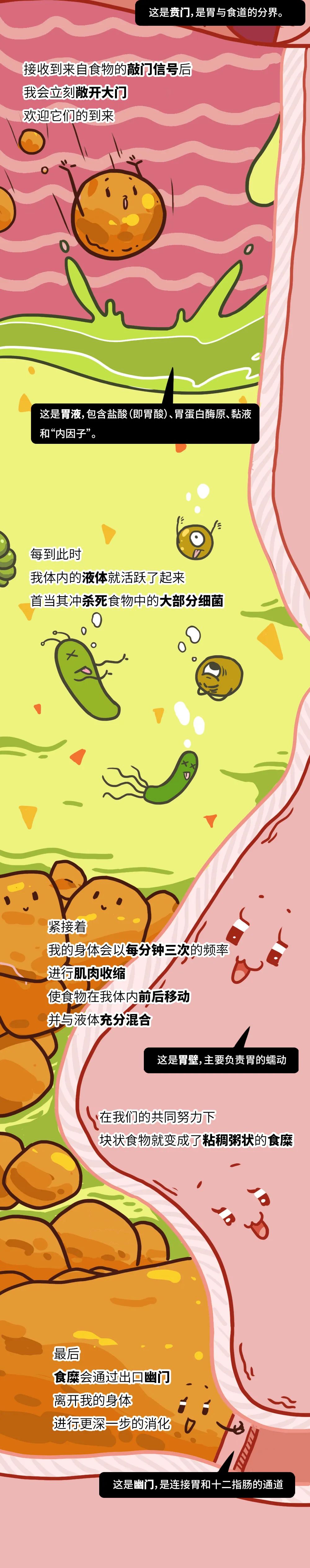 漫画科普：胃，你怎么样了？？？