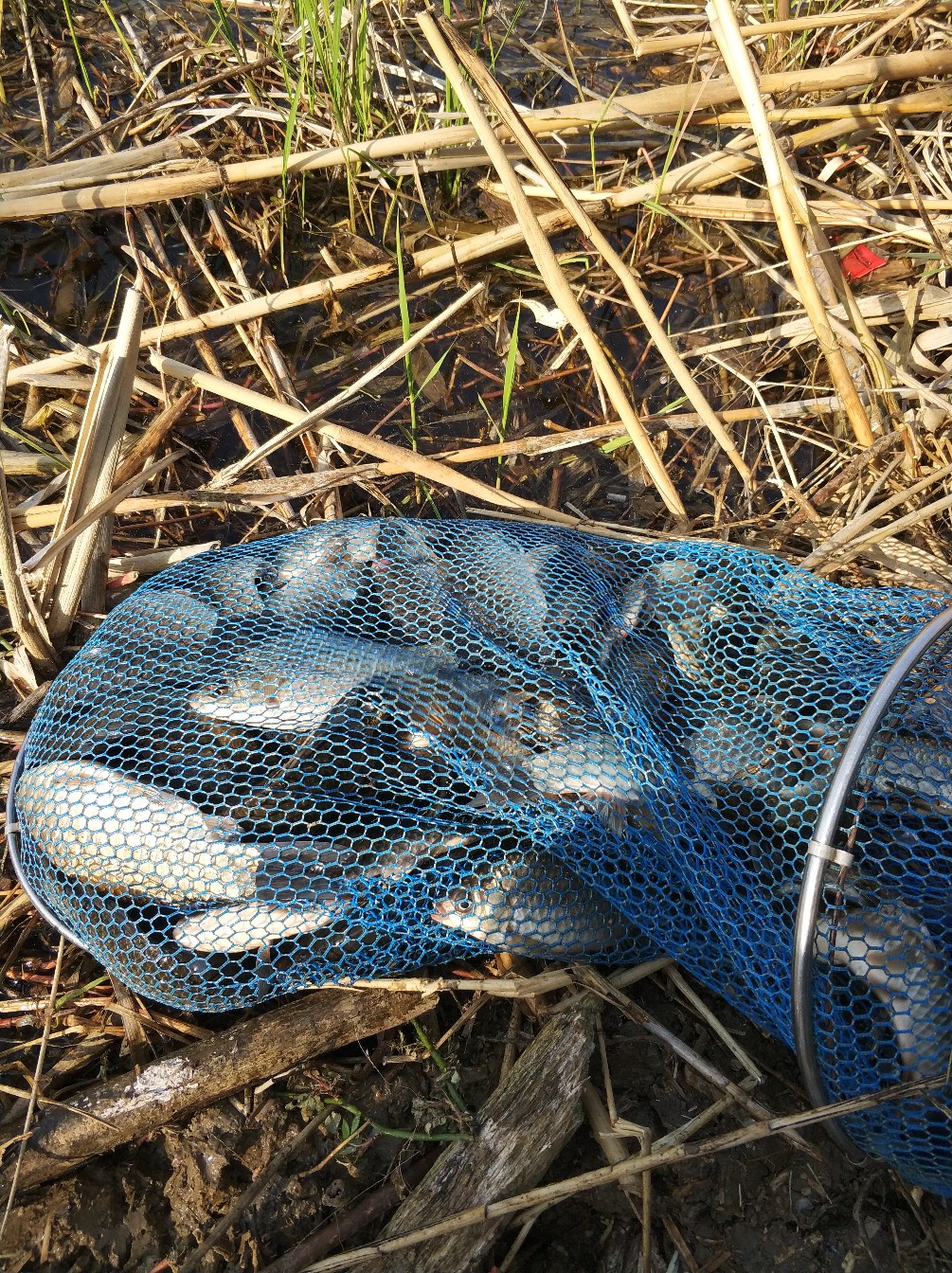 阳春三月秋高气爽,阳春三月太阳暖洋洋的