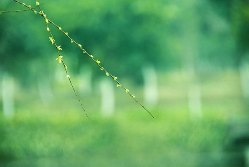 滨州女子诗苑2020年3月同题，柳梢青