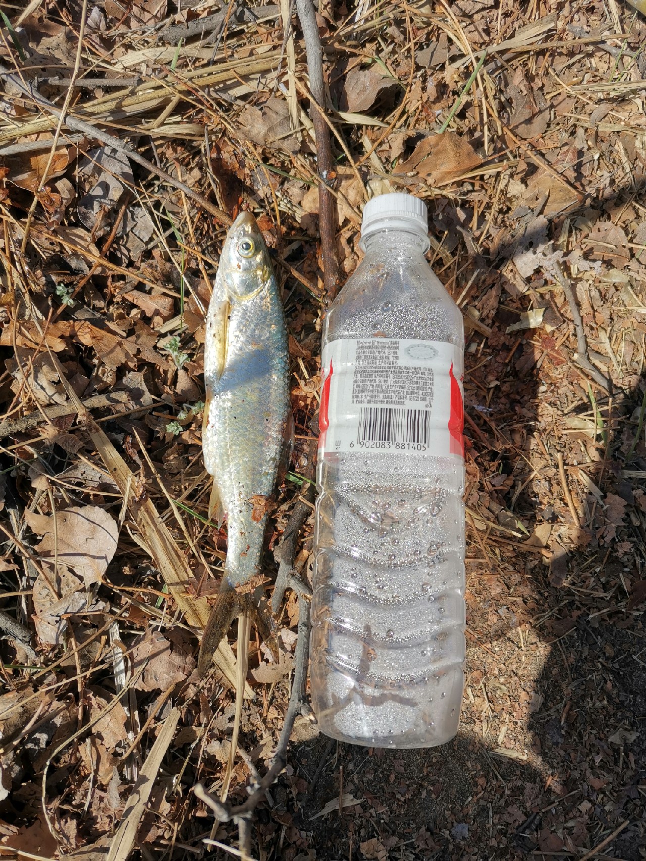 等待春暖鱼开口，先给蚯蚓安个家