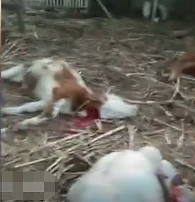 吉林市永吉县死牛事件,舒兰市通报14人遇难