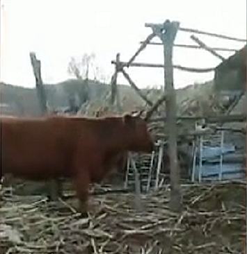 吉林市永吉县死牛事件,舒兰市通报14人遇难