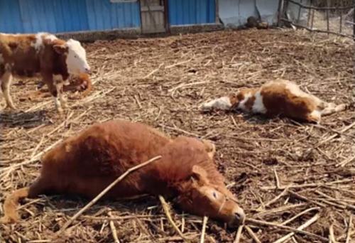 吉林市永吉县死牛事件,舒兰市通报14人遇难