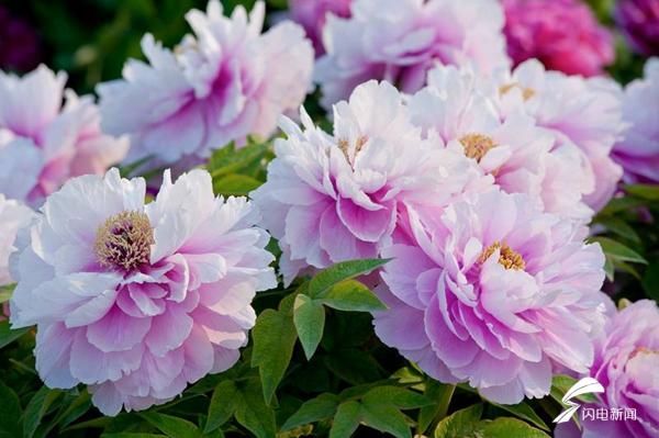 菏泽牡丹的前世今生,牡丹前世今生是谁