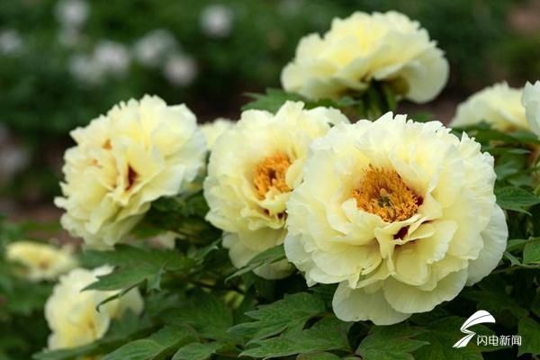 菏泽牡丹的前世今生,牡丹前世今生是谁