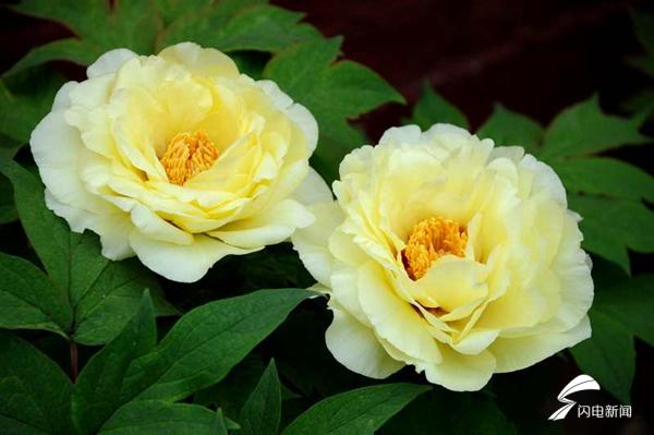 菏泽牡丹的前世今生,牡丹前世今生是谁