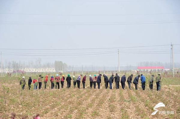 菏泽牡丹的前世今生,牡丹前世今生是谁