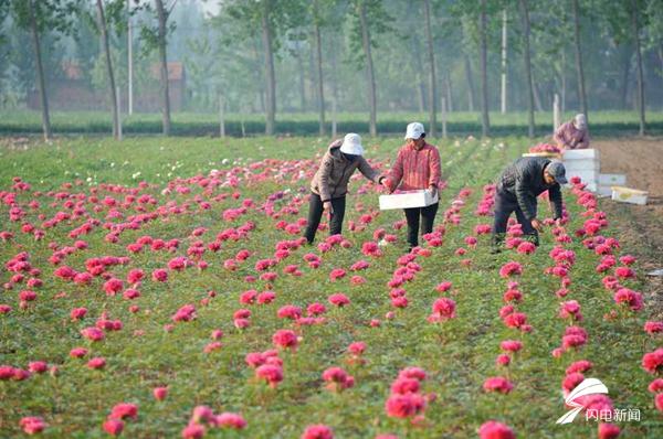 菏泽牡丹的前世今生,牡丹前世今生是谁