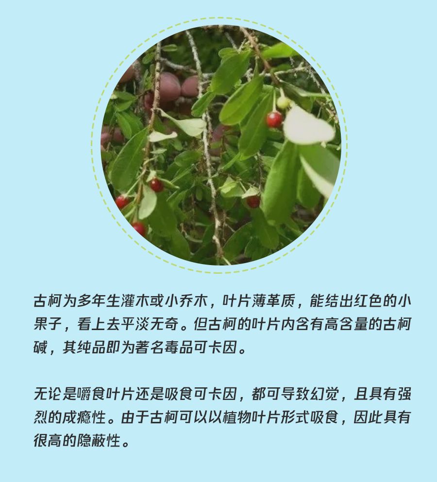 有毒的食物不能乱吃,有毒的食物别再吃