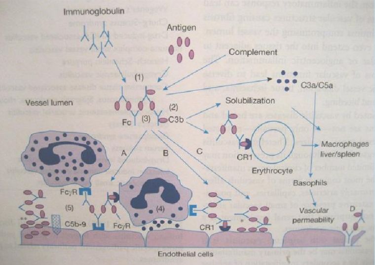女性腹痛常见疾病,腹痛伴有腹水怎么回事