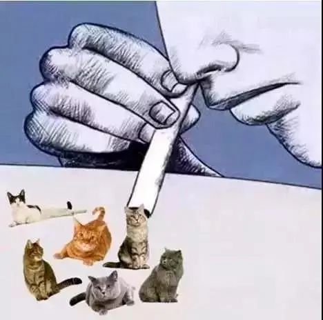 猫是当代年轻人的精神寄托,为什么说猫是最完美的猎手