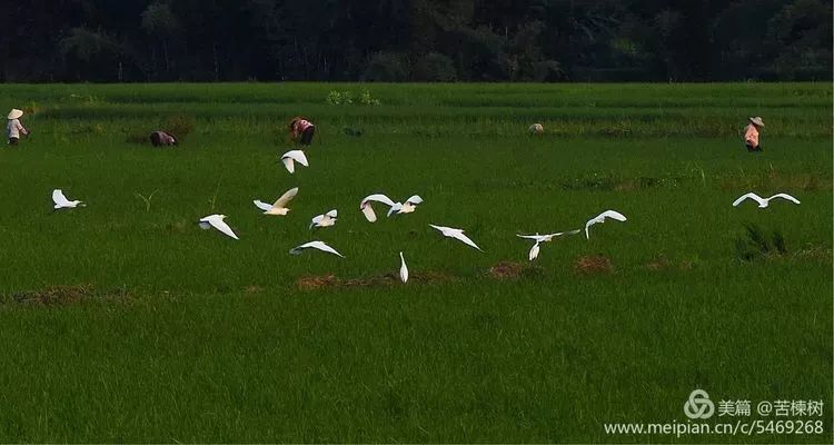 清心养肺,清心养肺项目