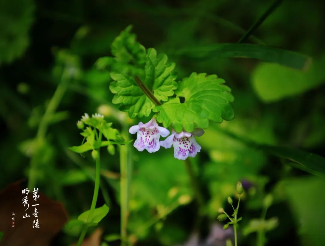 栖霞山植物百科视频,栖霞山上的植物