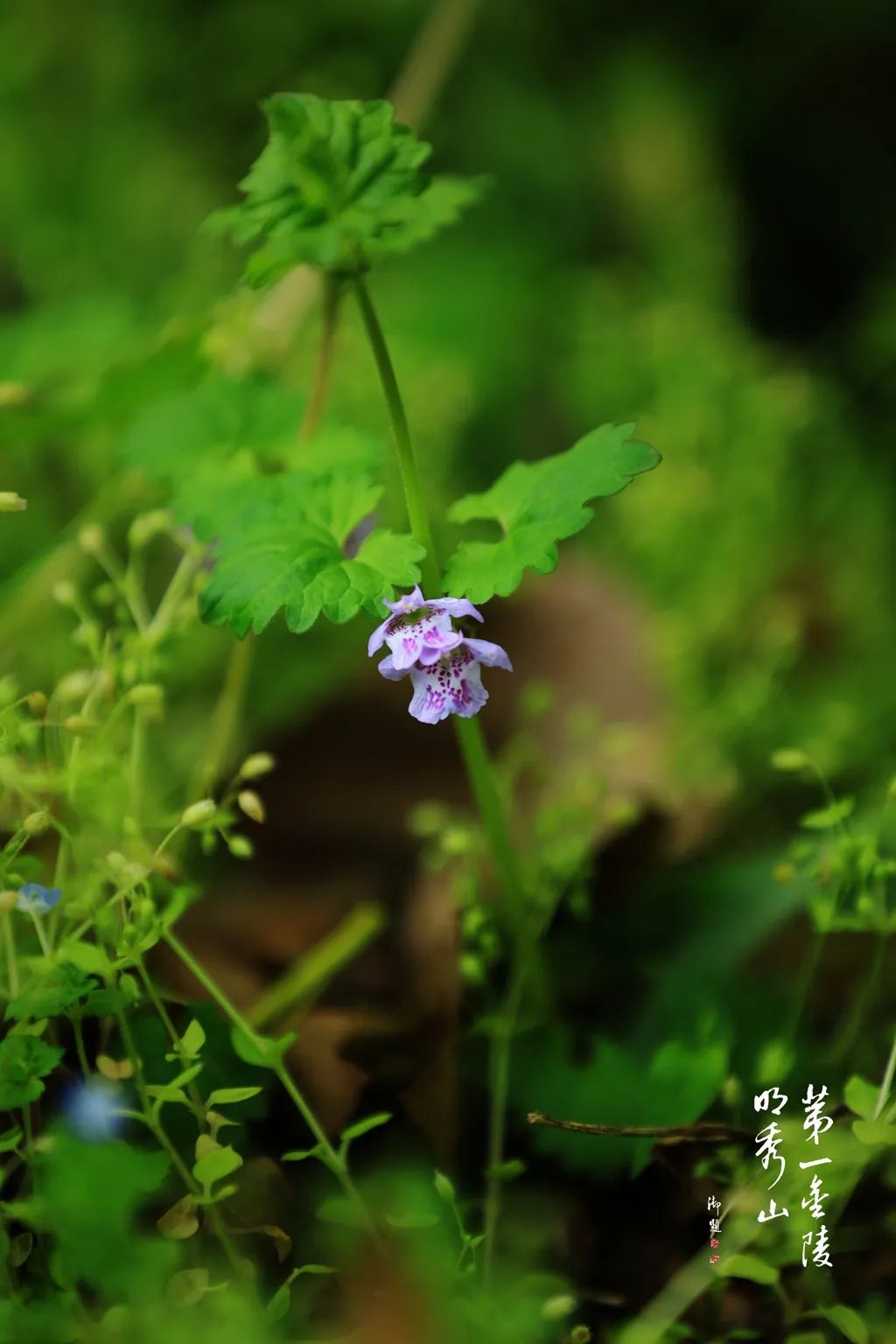 栖霞山植物百科视频,栖霞山上的植物