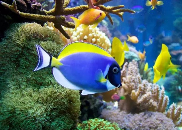 吊类人称“小恶魔”，看我怎么收拾它