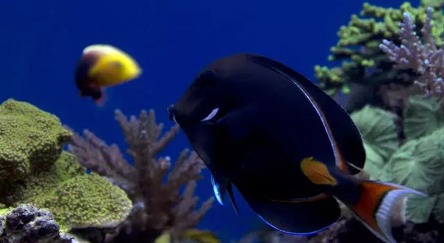 吊类人称“小恶魔”，看我怎么收拾它