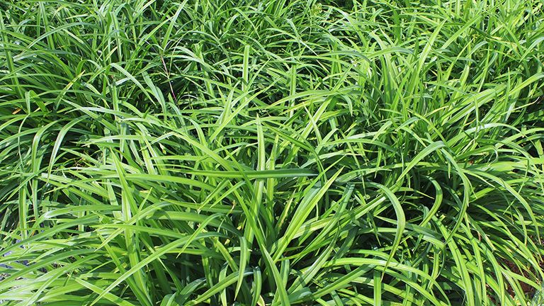 日本酵素网红,日本网红美白酵素