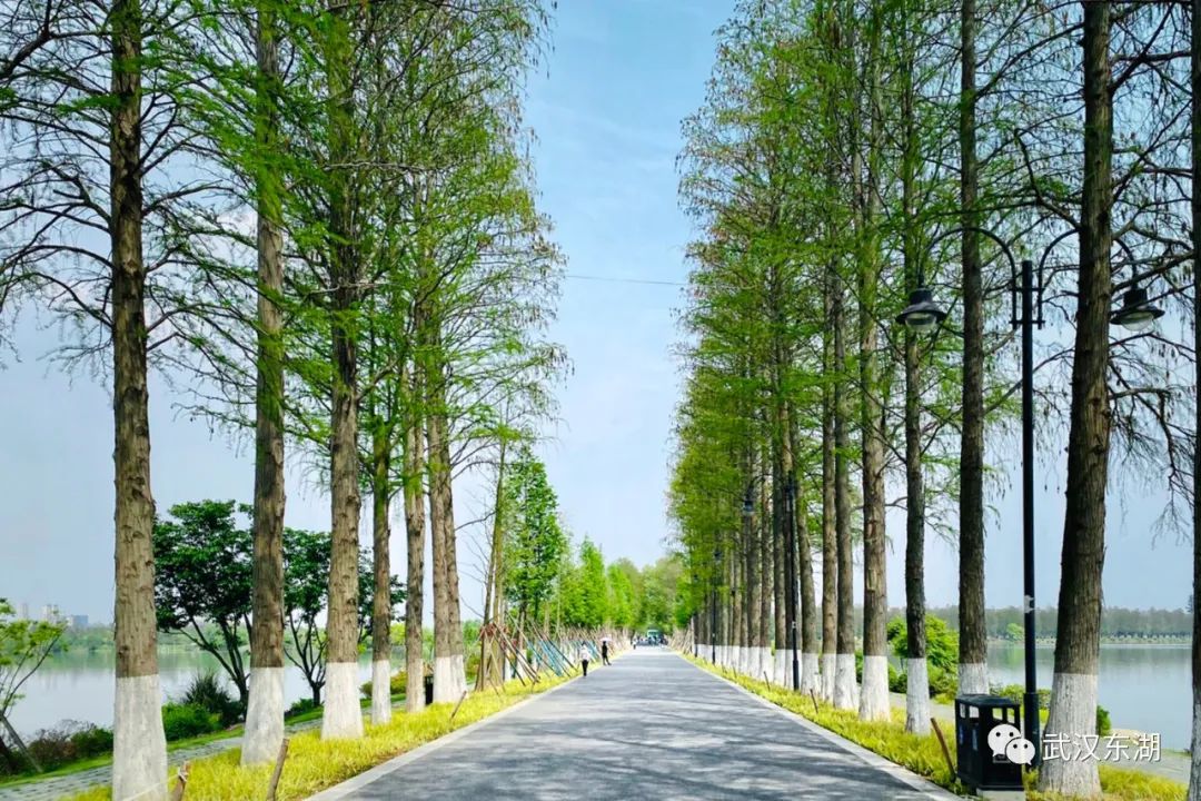 武汉解封后，我最先奔向了东湖
