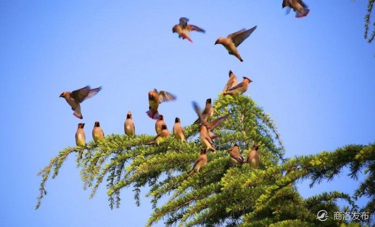 手机号注册免费申请,手机号注册