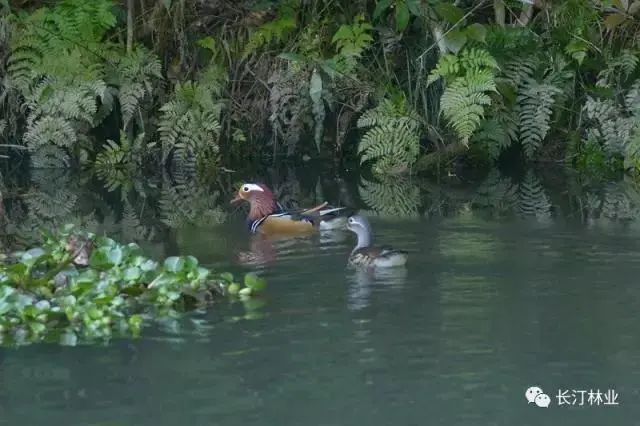 清心养肺,清心养肺项目