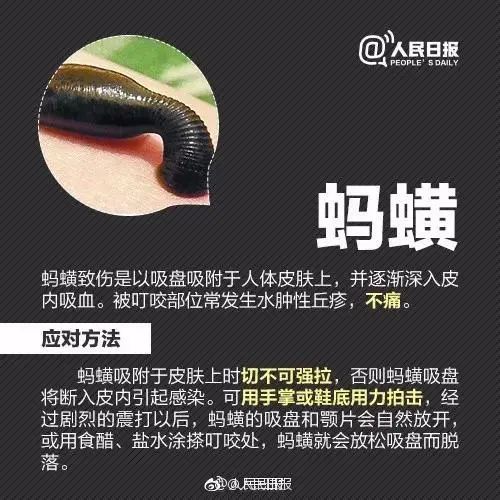 致命来袭十种最危险的昆虫,防不胜防的昆虫