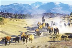 青海刚察县有几个乡镇,青海刚察视频