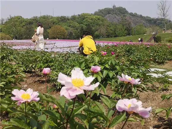 红、白、粉、黄、绿……松江惊现3600平方米芍药迷宫