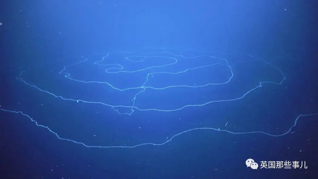 深海发现40多米的水母,深海发现巨型水母