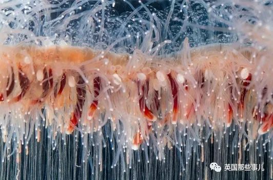 深海发现40多米的水母,深海发现巨型水母