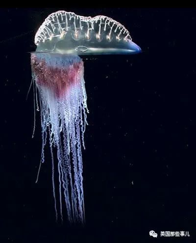 深海发现40多米的水母,深海发现巨型水母