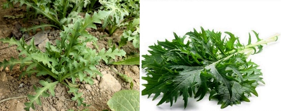 提醒丨这种花，种了就抓