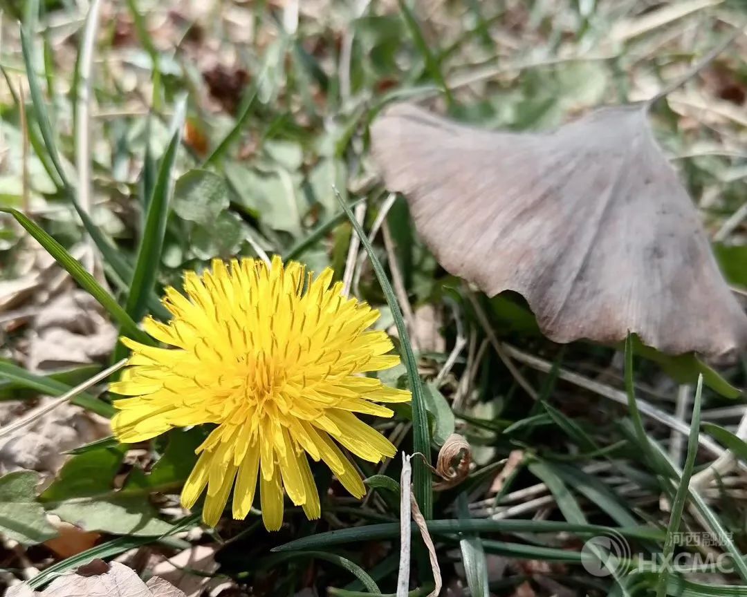 张伯礼说给中医一块阵地,张伯礼开给医生药方