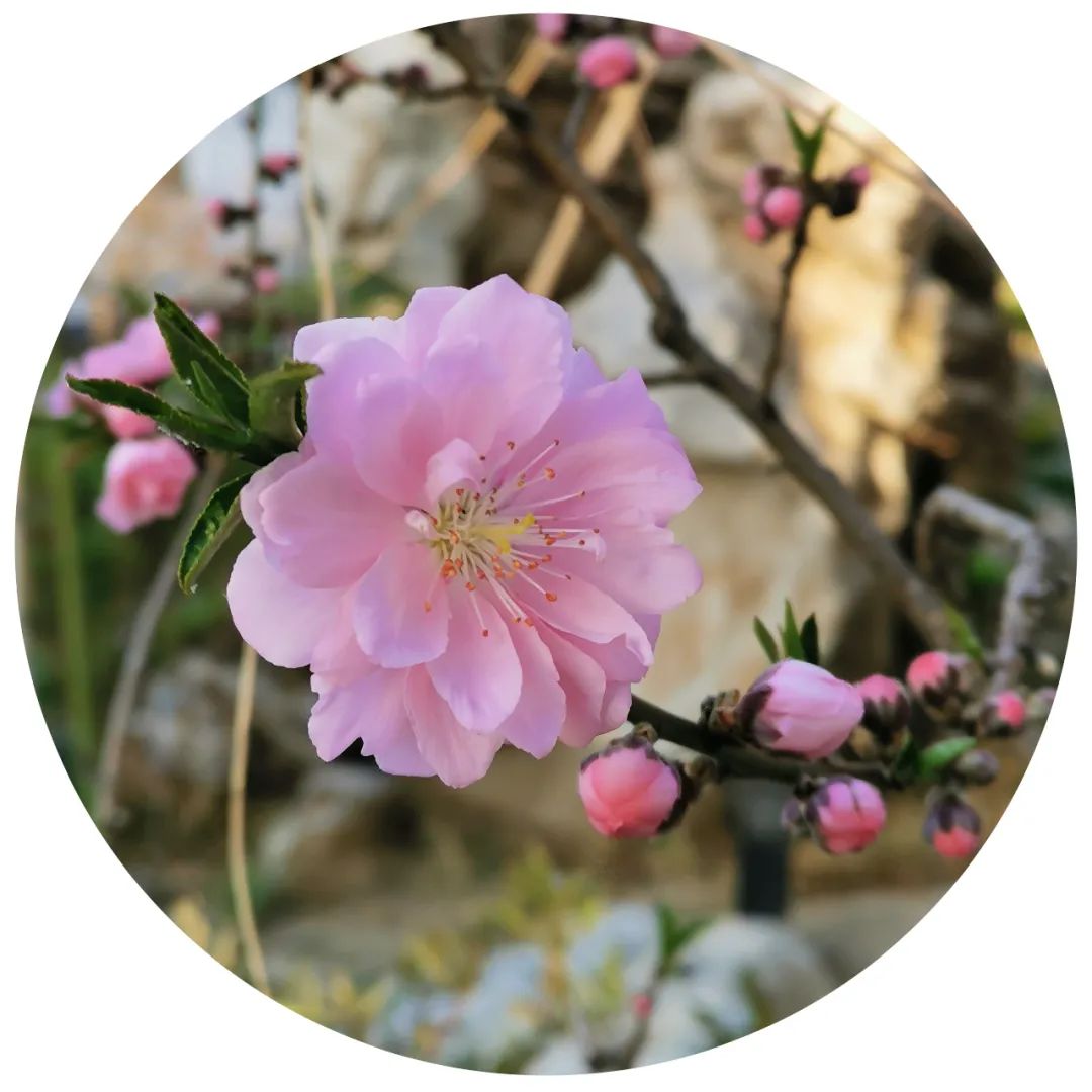 笔墨迎春花，57位画者为桃花“造像”