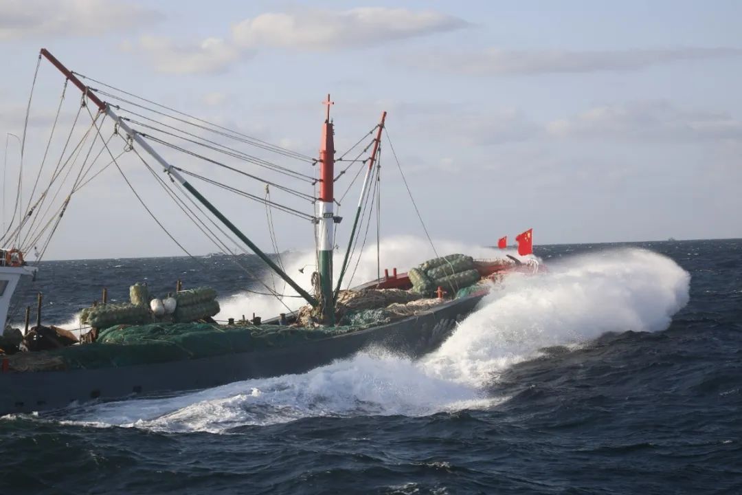 舟山带鱼是带鱼中的爱马仕,雷达网带鱼和普通带鱼有什么区别