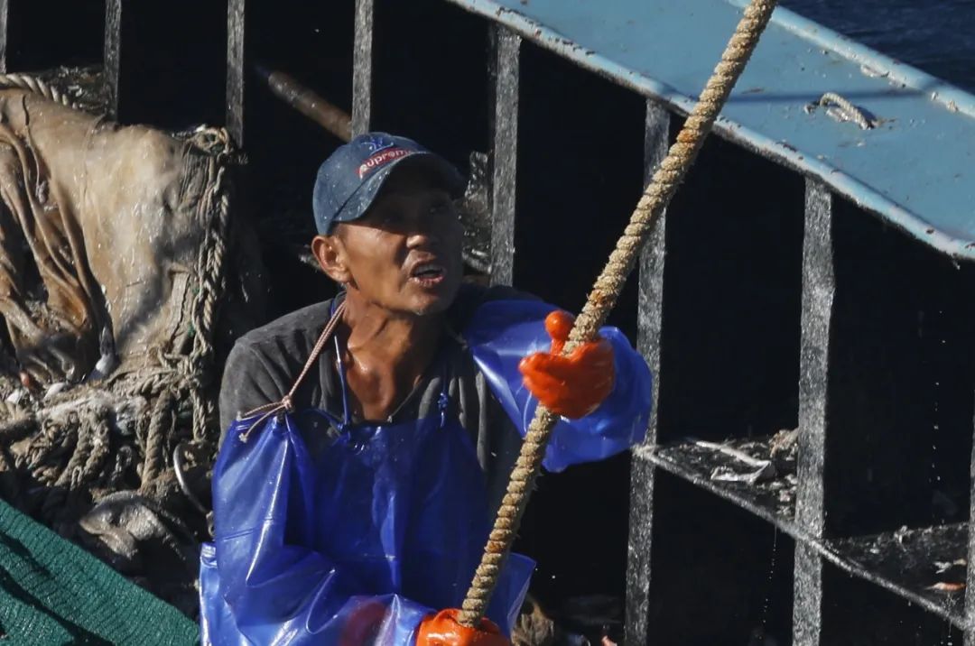 舟山带鱼是带鱼中的爱马仕,雷达网带鱼和普通带鱼有什么区别