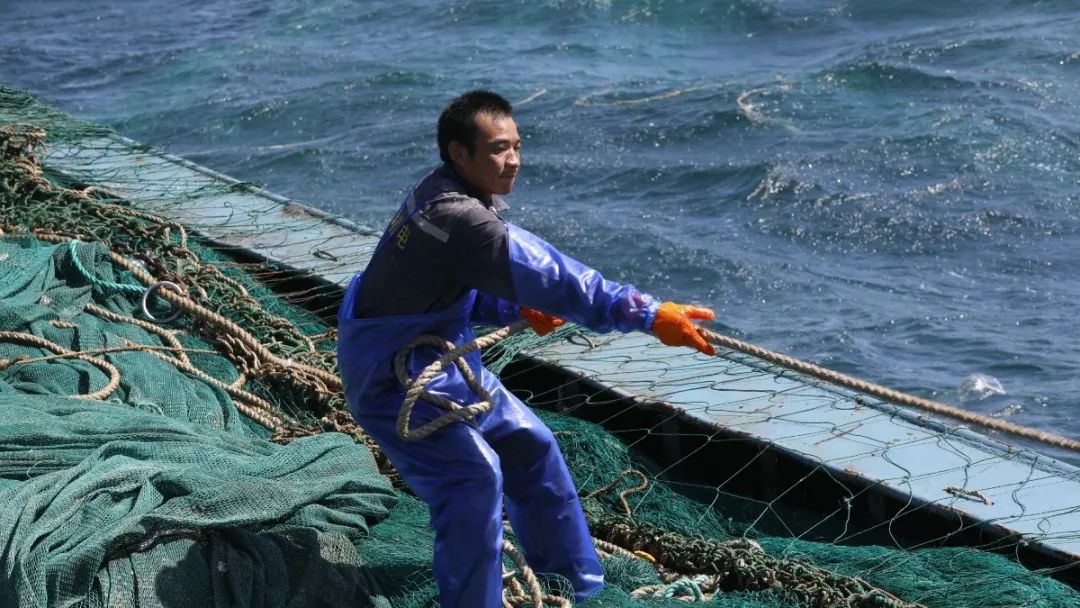 舟山带鱼是带鱼中的爱马仕,雷达网带鱼和普通带鱼有什么区别
