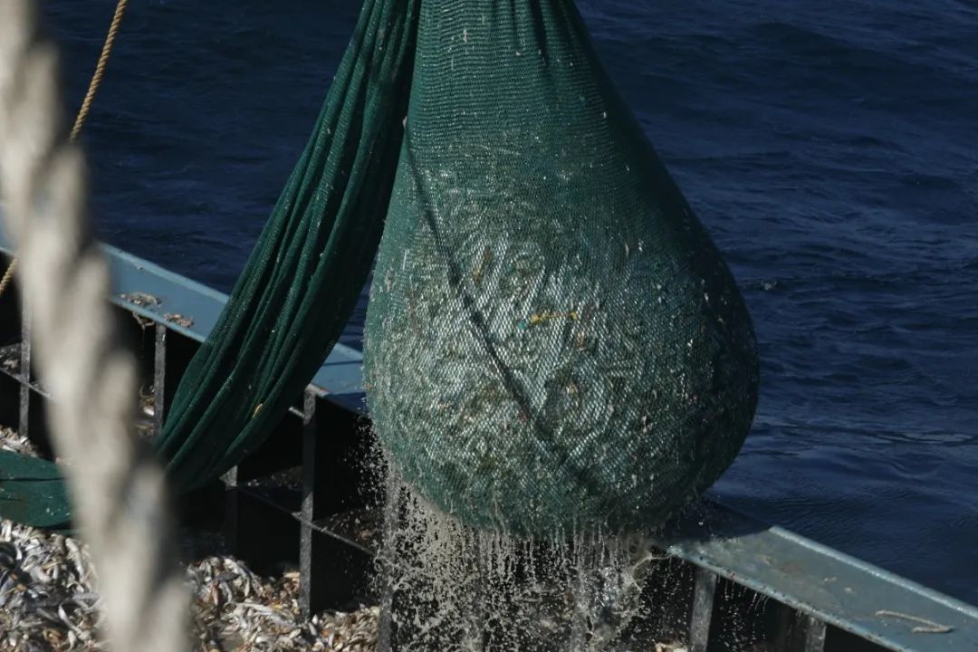 舟山带鱼是带鱼中的爱马仕,雷达网带鱼和普通带鱼有什么区别