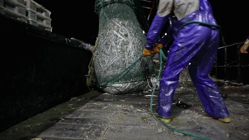 舟山带鱼是带鱼中的爱马仕,雷达网带鱼和普通带鱼有什么区别