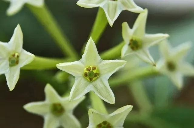 被疯抢的隐形蚊帐，随手一挂，蚊子全无