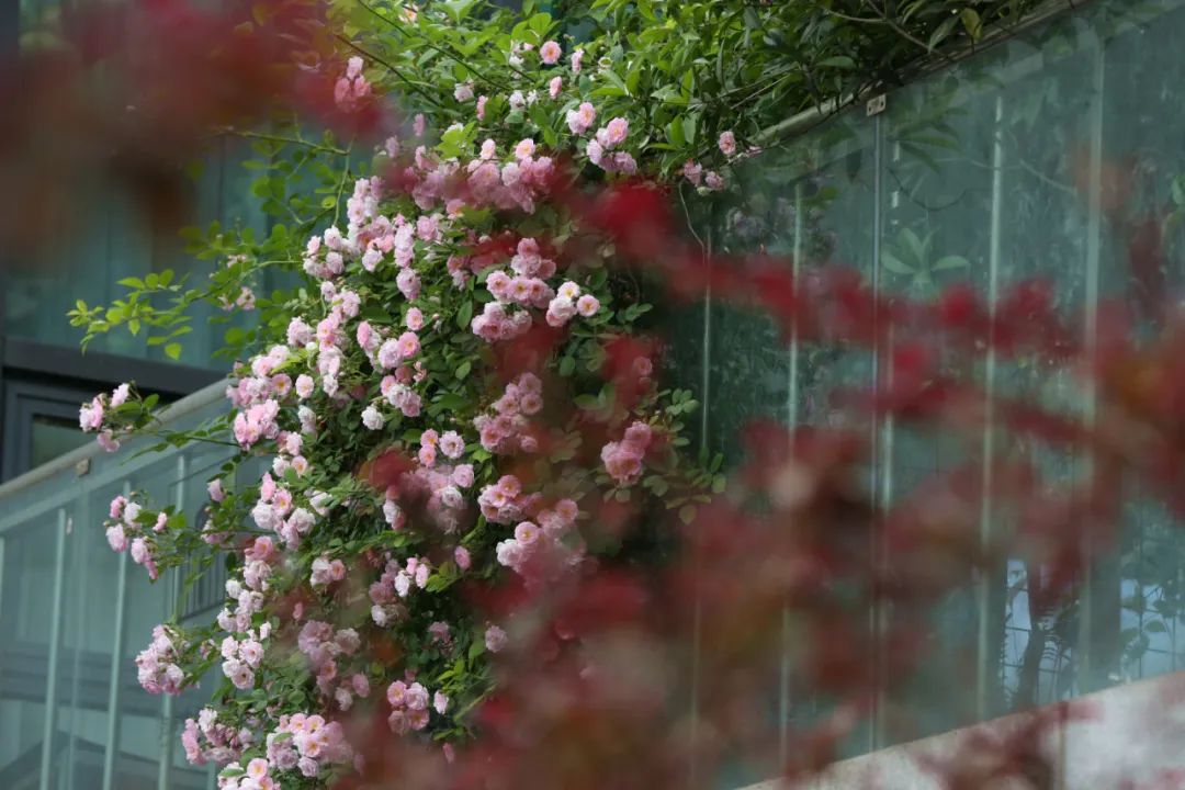 成都周边一日游免费景点推荐,成都温江十大景点免费